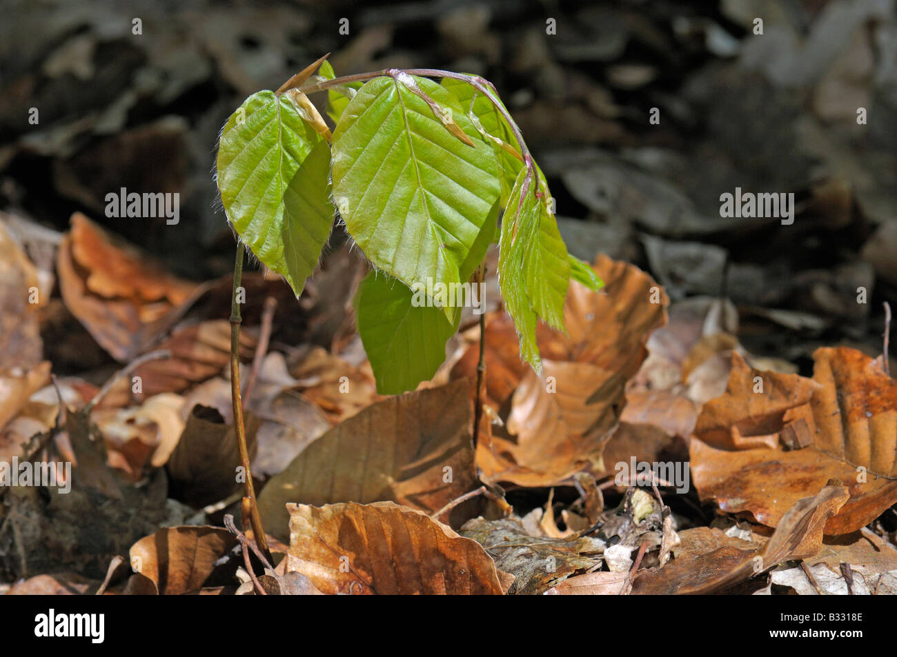 European Beech, Common Beech (Fagus sylvatica). Seedling with spring leaves Stock Photo