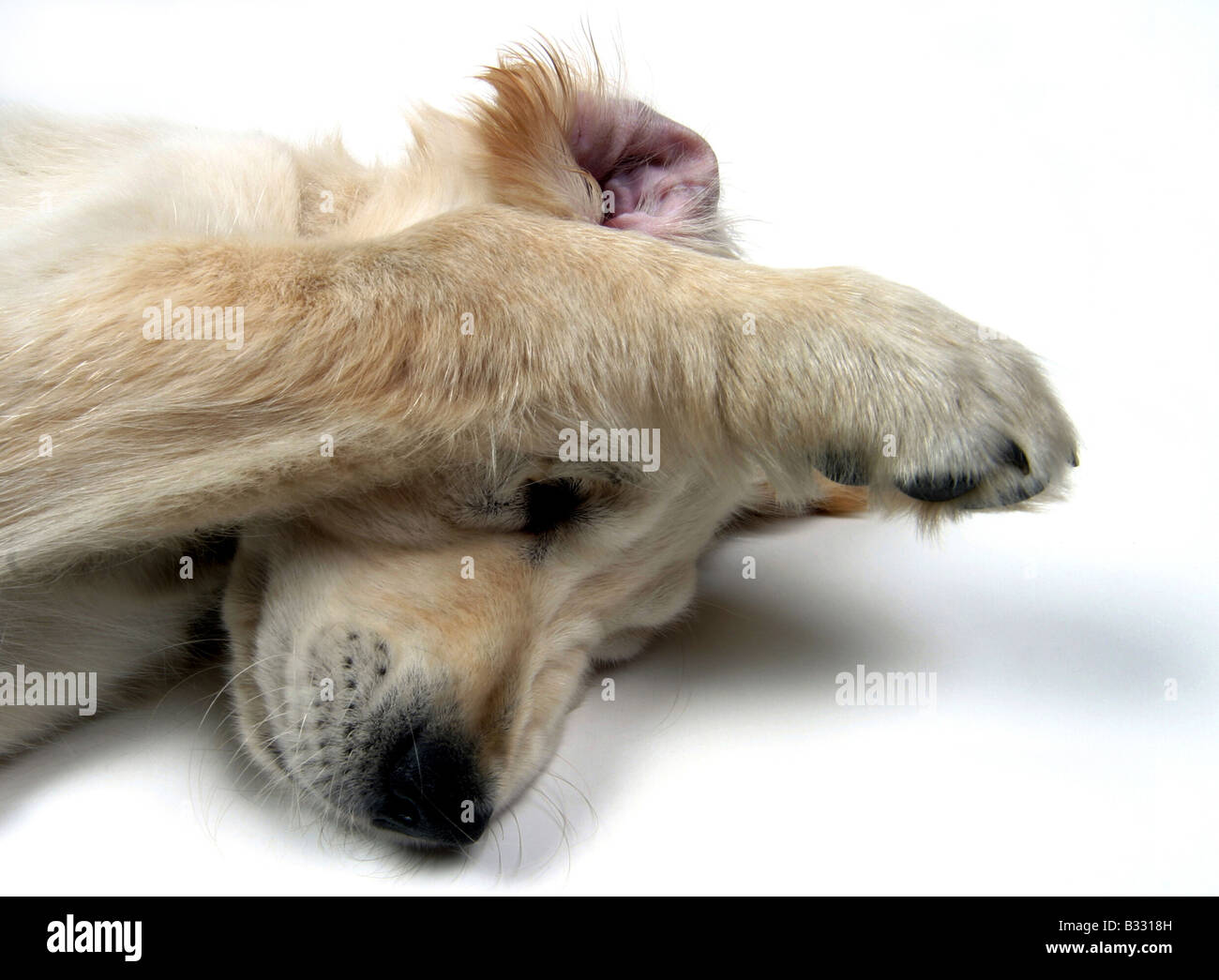Golden retriever side view hi-res stock photography and images - Alamy
