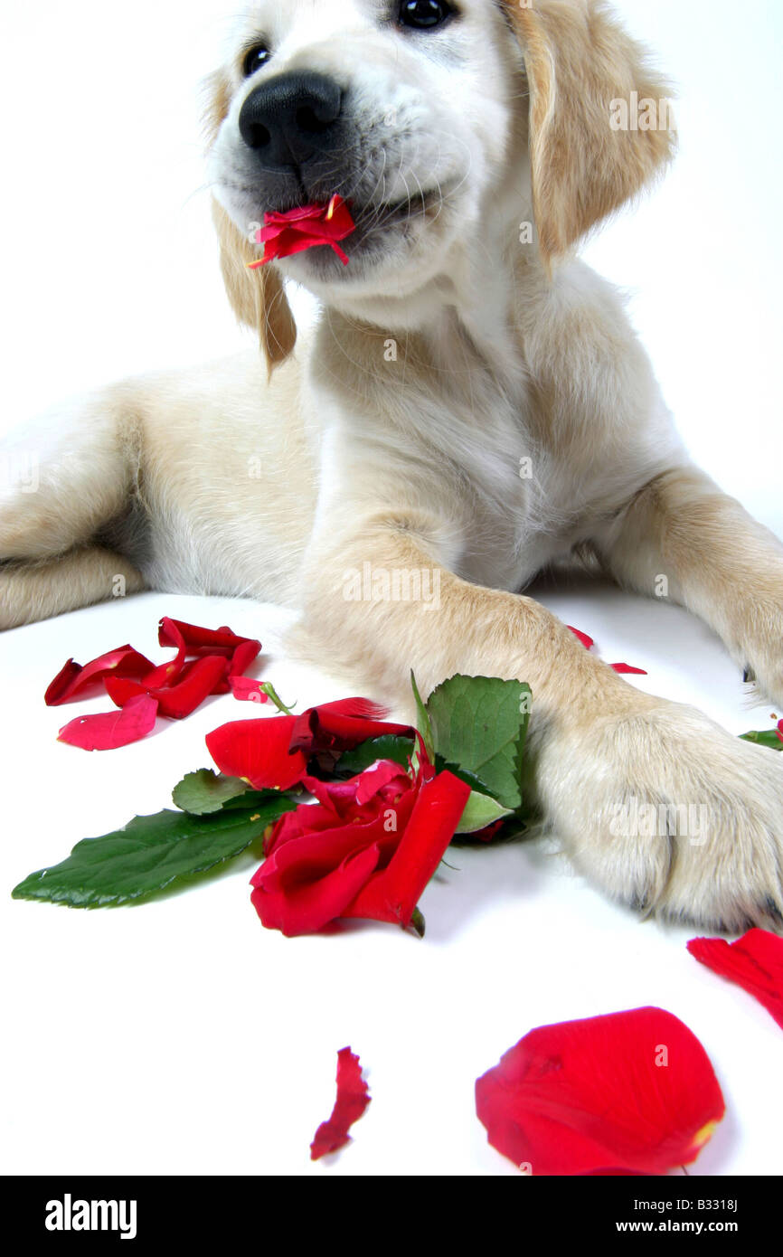 Golden retriever puppy rose hi-res stock photography and images - Alamy