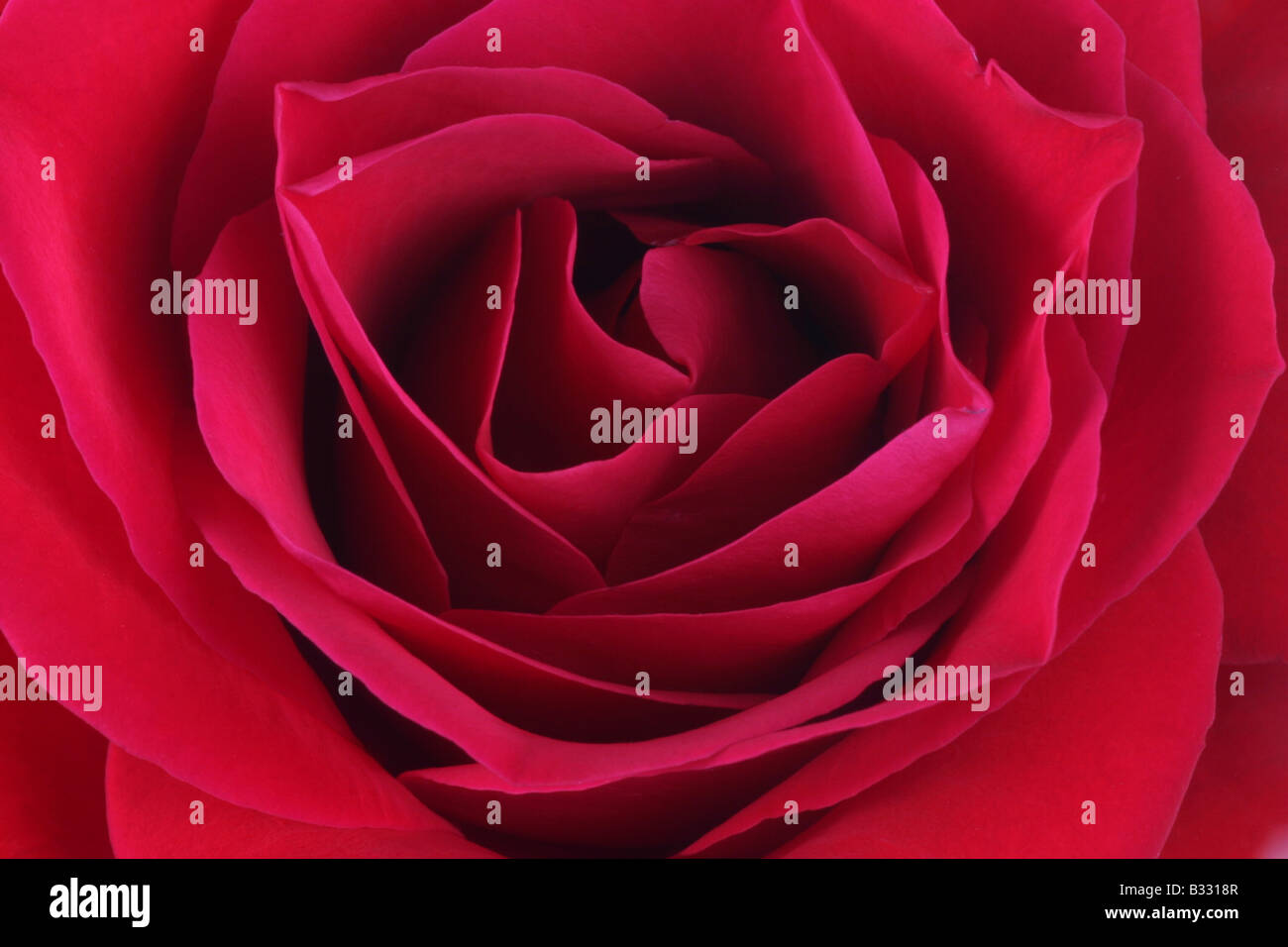 Red rose angiosperm angiosperms hires stock photography and images Alamy