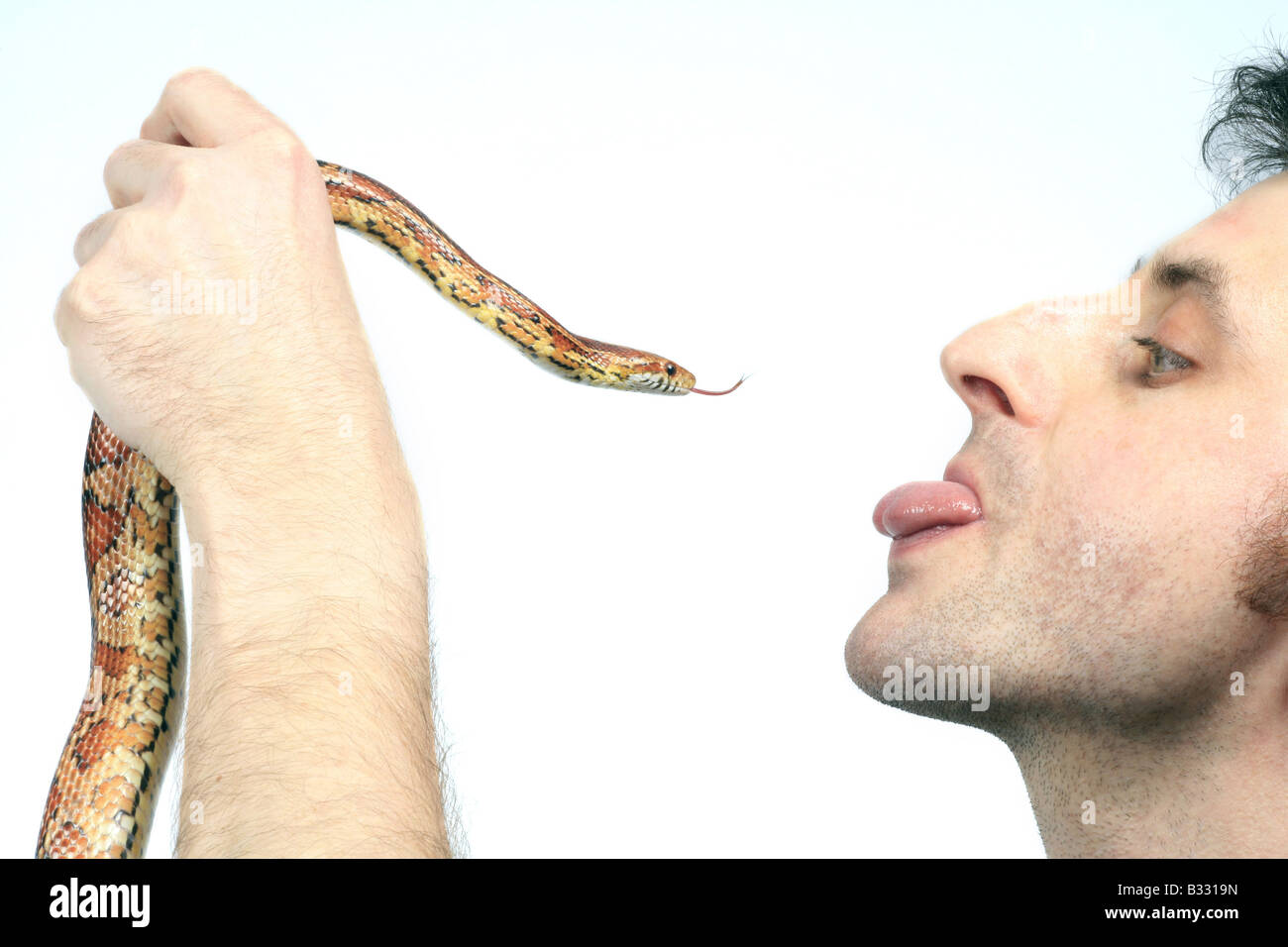 Beautiful Woman As Gorgon With Corn Snake Stock Photo - Download