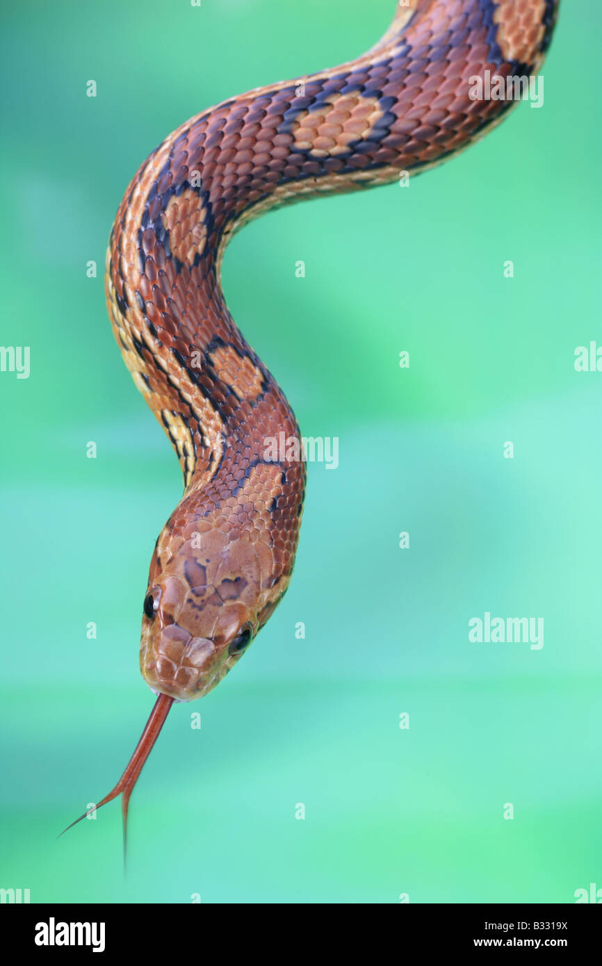 Elaphe guttata, corn snake Stock Photo Alamy