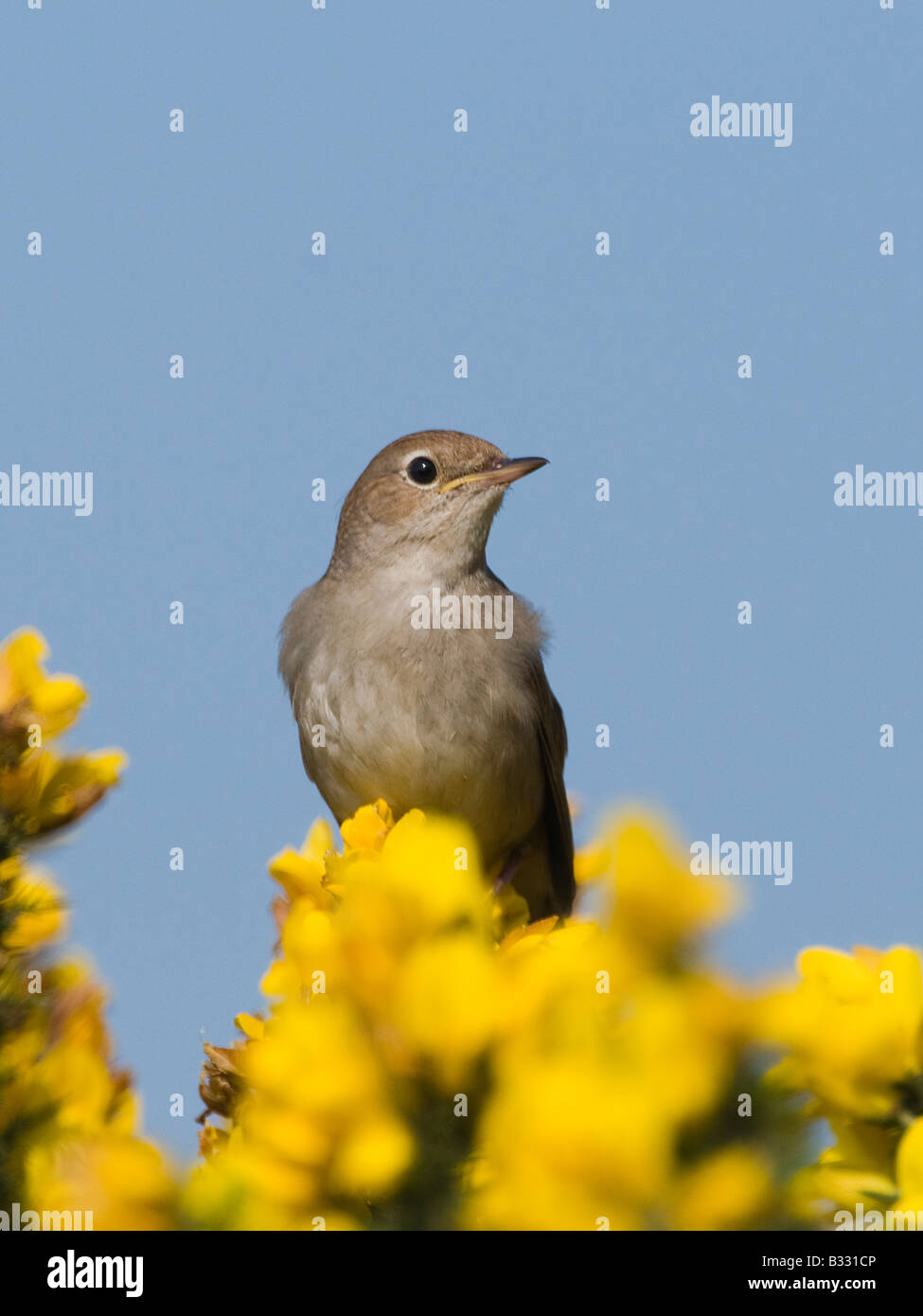 Nightingale hires stock photography and images Alamy