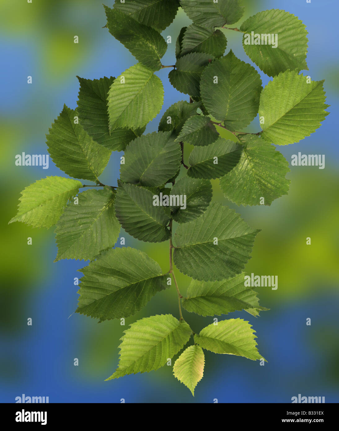 Ulmus glabra, Ulmus scabra, Scotch elm, wych elm Stock Photo