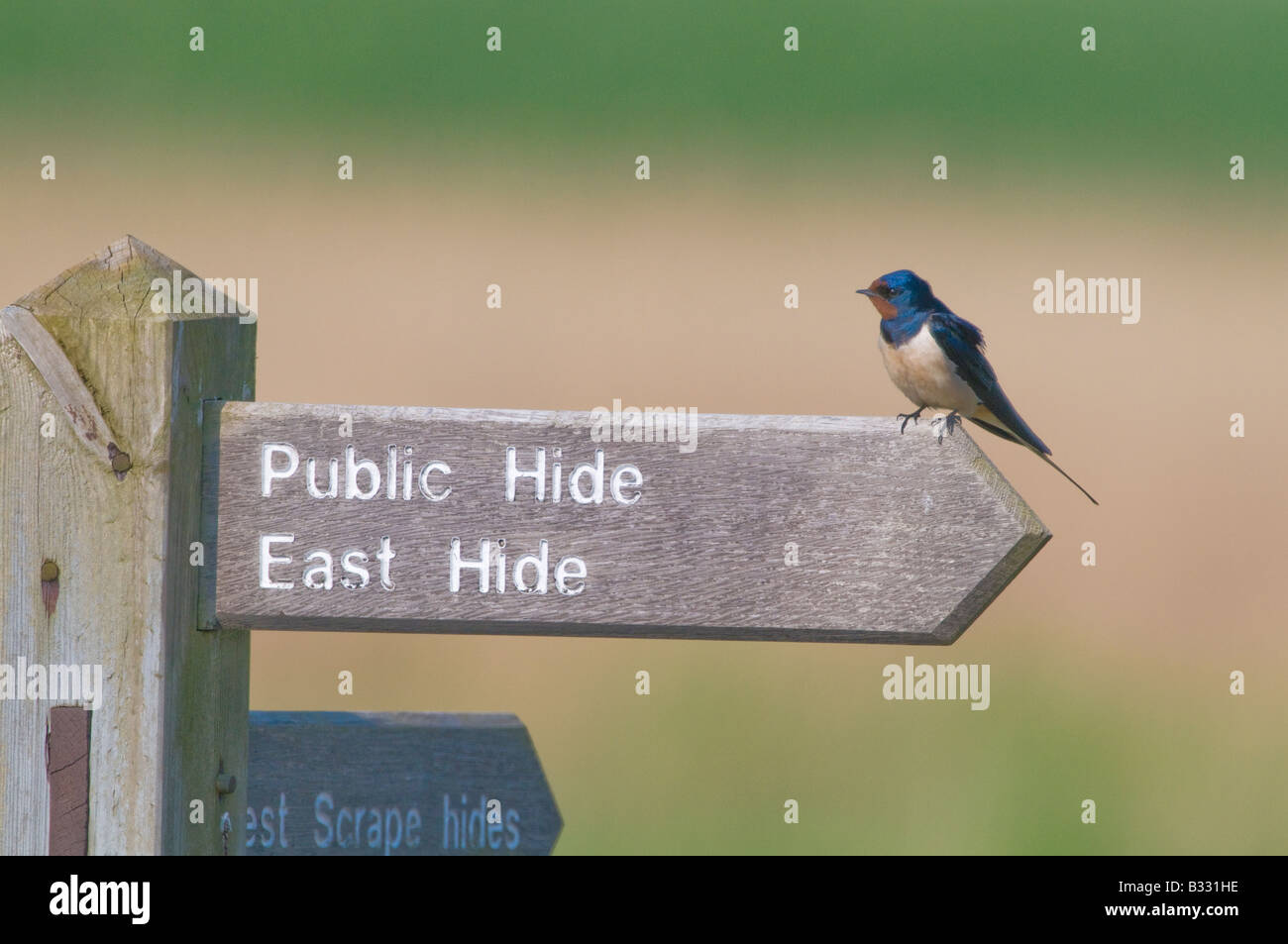 Barn Swallow Hirundo rustica on sign at Minsmere RSPB Reserve Suffolk April Stock Photo