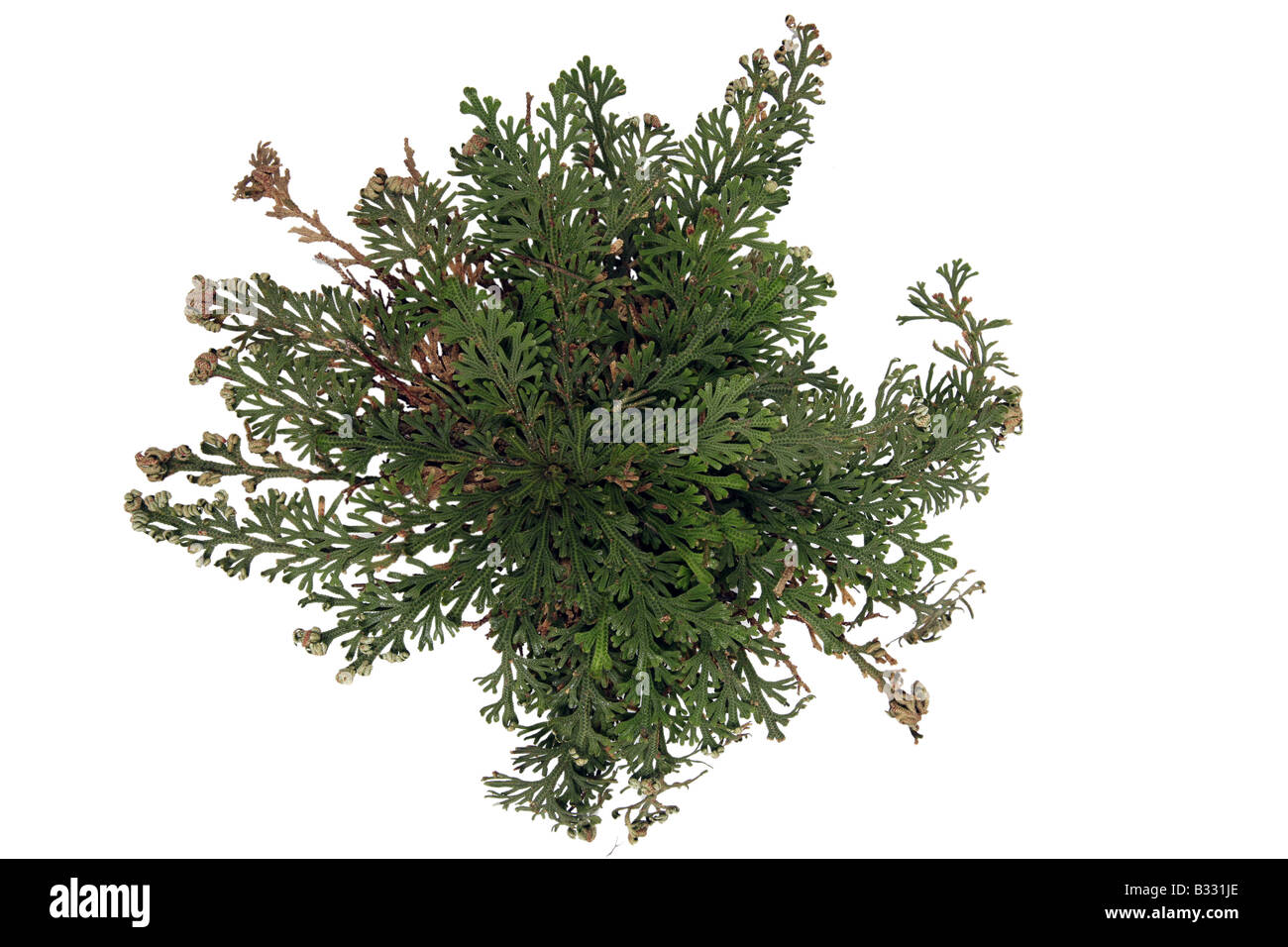 Selaginella lepidophylla, Resurrection Plant, RoseofJericho, Peru