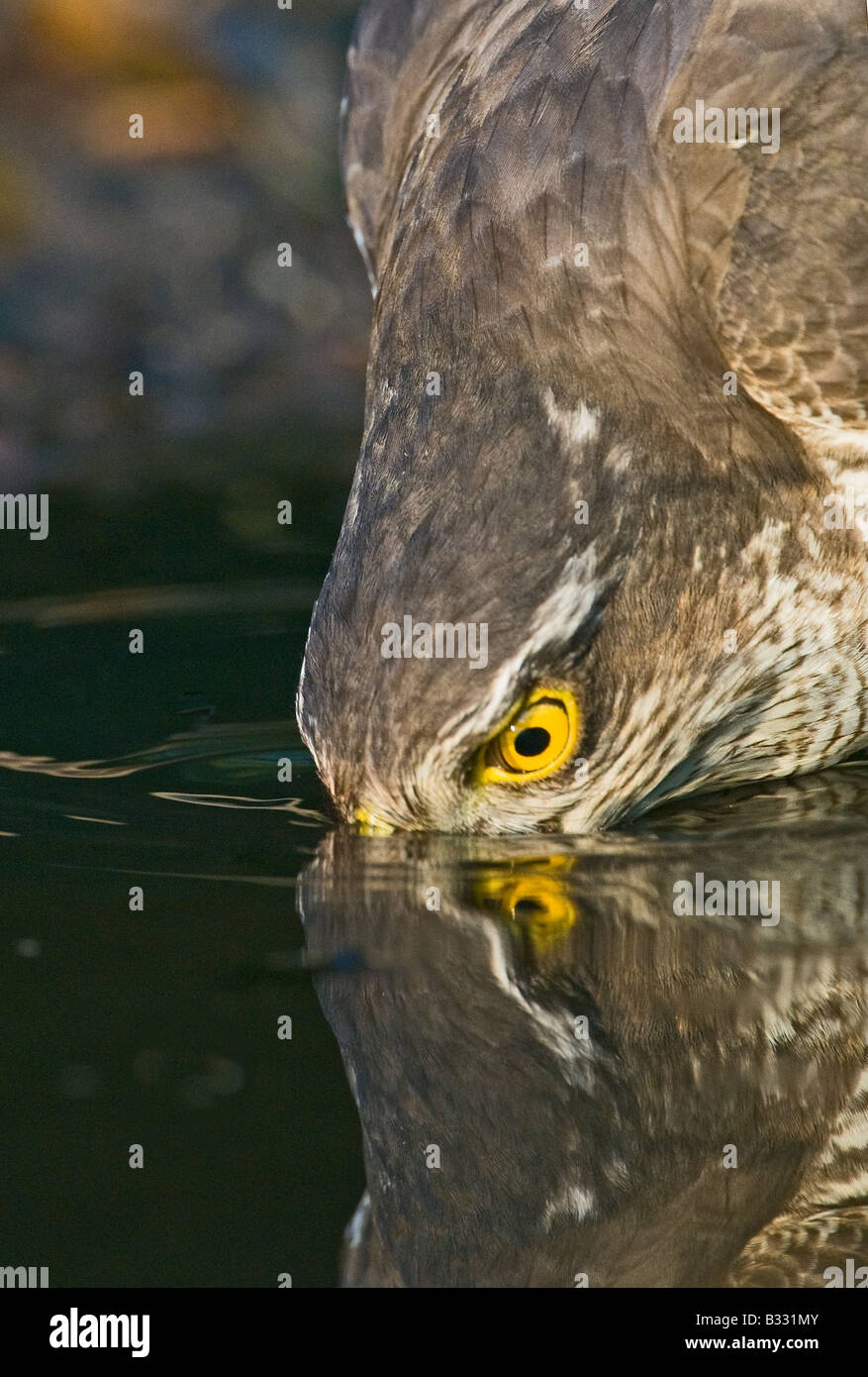 Sparrowhawk Accipiter nisus drinking at pool Norfolk spring Stock Photo