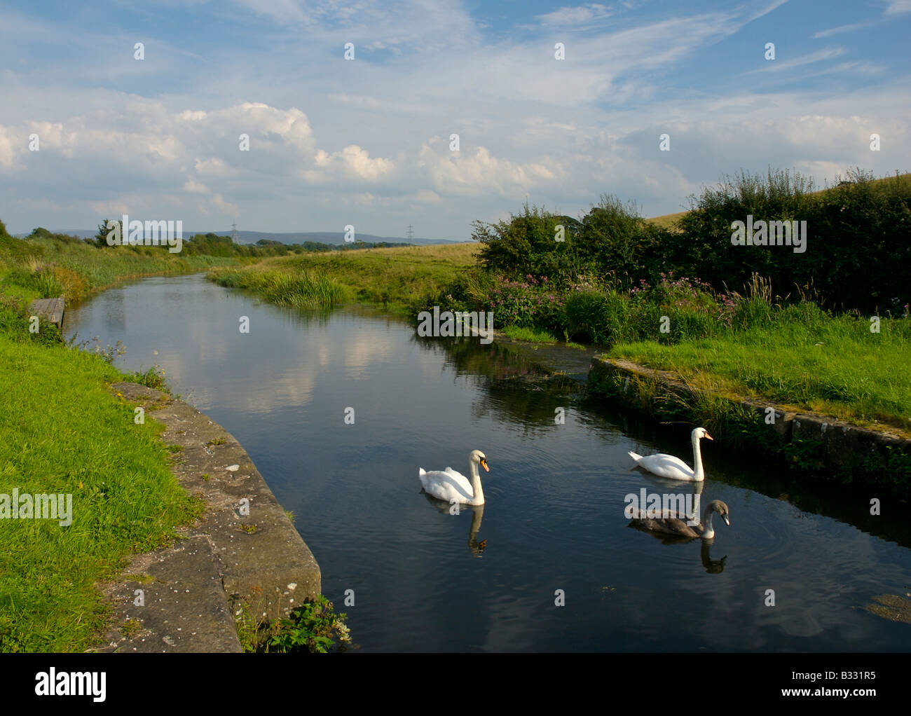 Two swans on Lancaster Canal near Glasson Dock, Lancashire, England UK Stock Photo