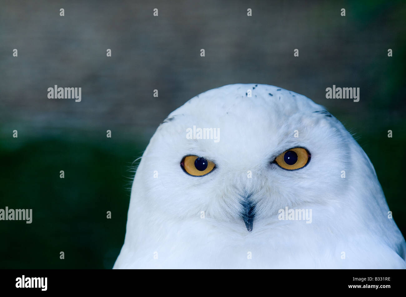 Snowy Owl Nyctea scandiaca close up of male Norway Stock Photo