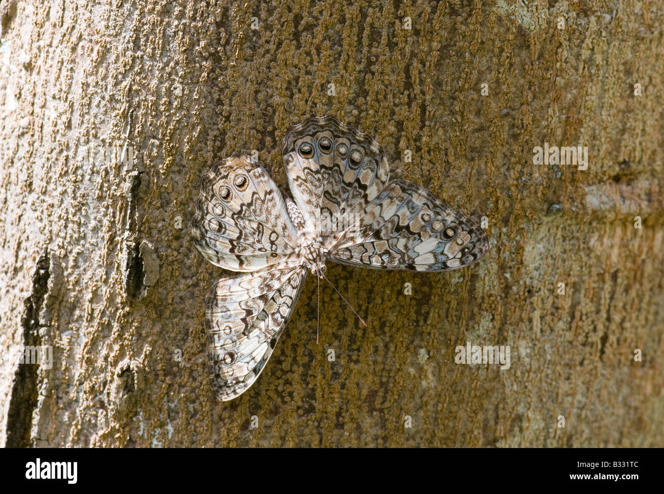 Glaucous Cracker H glauconome Peten Guatemala Stock Photo