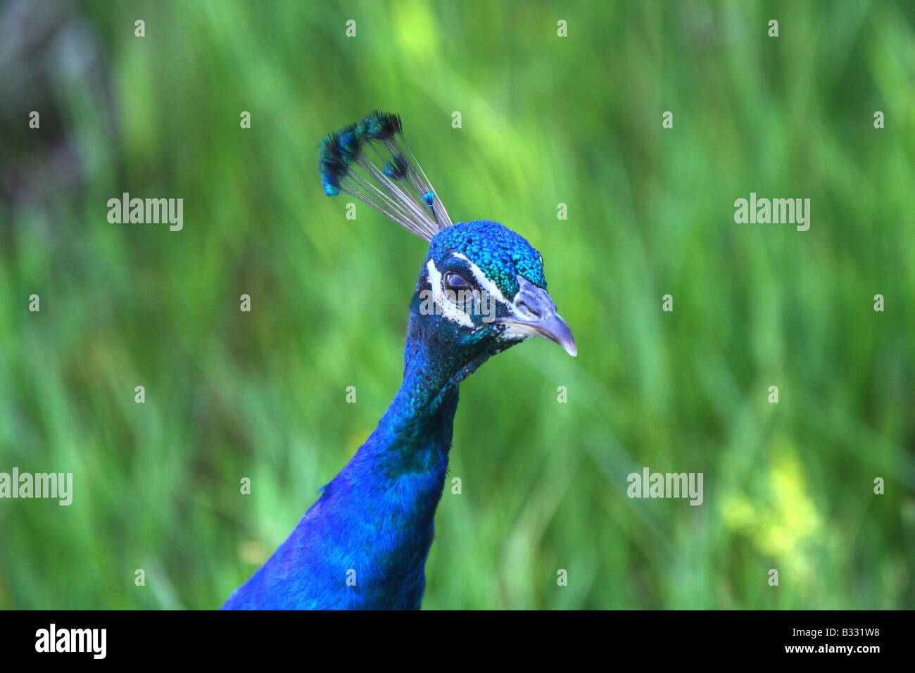 Close up of peacock Stock Photo - Alamy