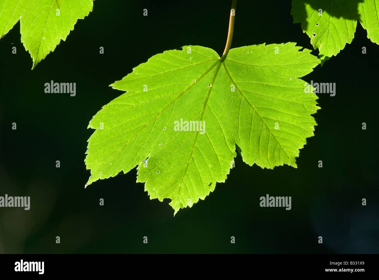 Sycamore Leaves in spring Norfolk April Stock Photo