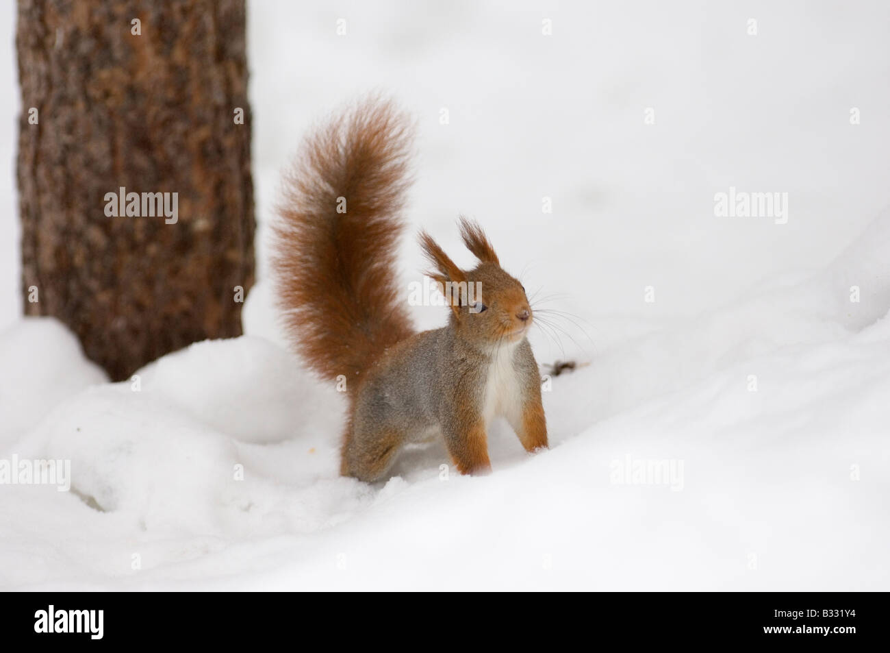 Red Squirrel Sciurus vulgaris Finland winter Stock Photo
