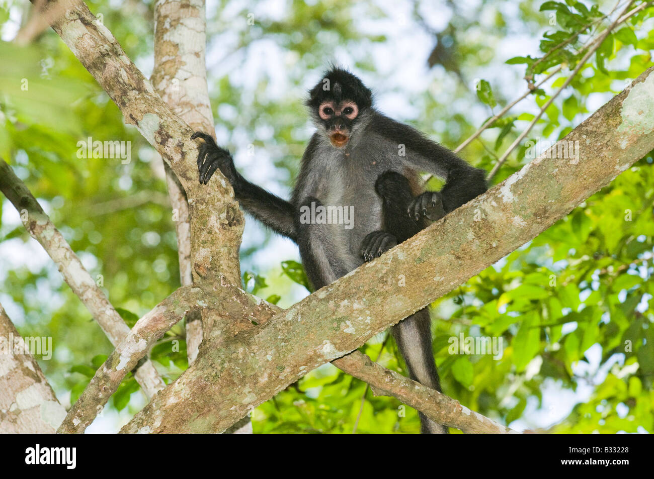 Central American Spider Monkey Ateles geoffroyi Tikal Guatemala Stock Photo