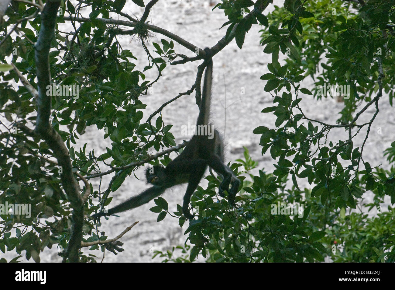 Central American Spider Monkey Ateles geoffroyi silhouetted against a Mayan Temple at Tikal Guatemala Stock Photo