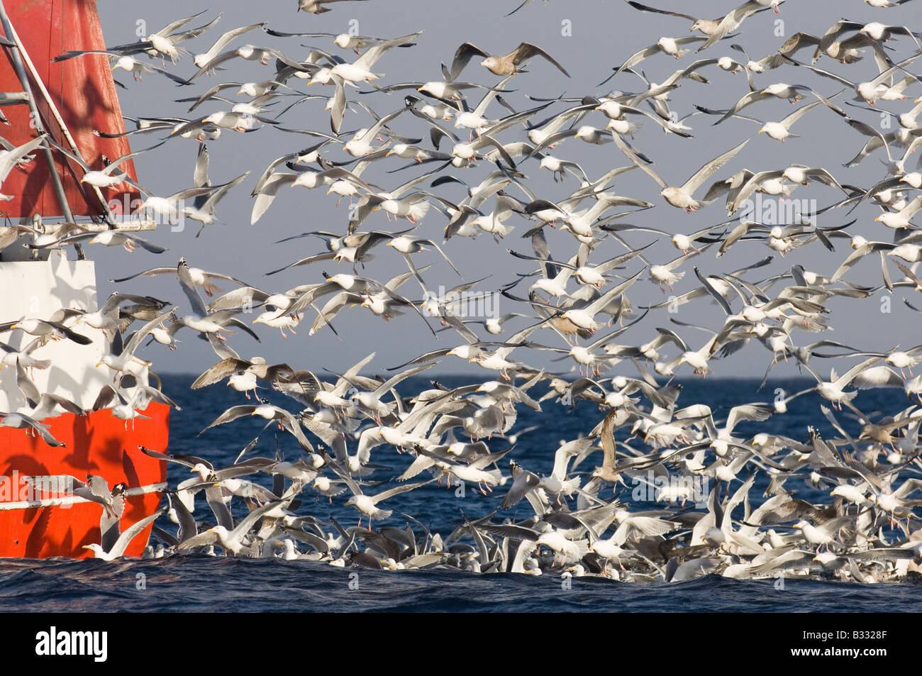 Gulls mainly Herring Gulls following fishing trawler at mouth of Varanger Fjord Arctic Norway March Stock Photo