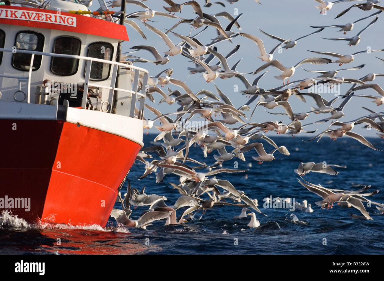 Gulls mainly Herring Gulls following fishing trawler at mouth of Varanger Fjord Arctic Norway March Stock Photo