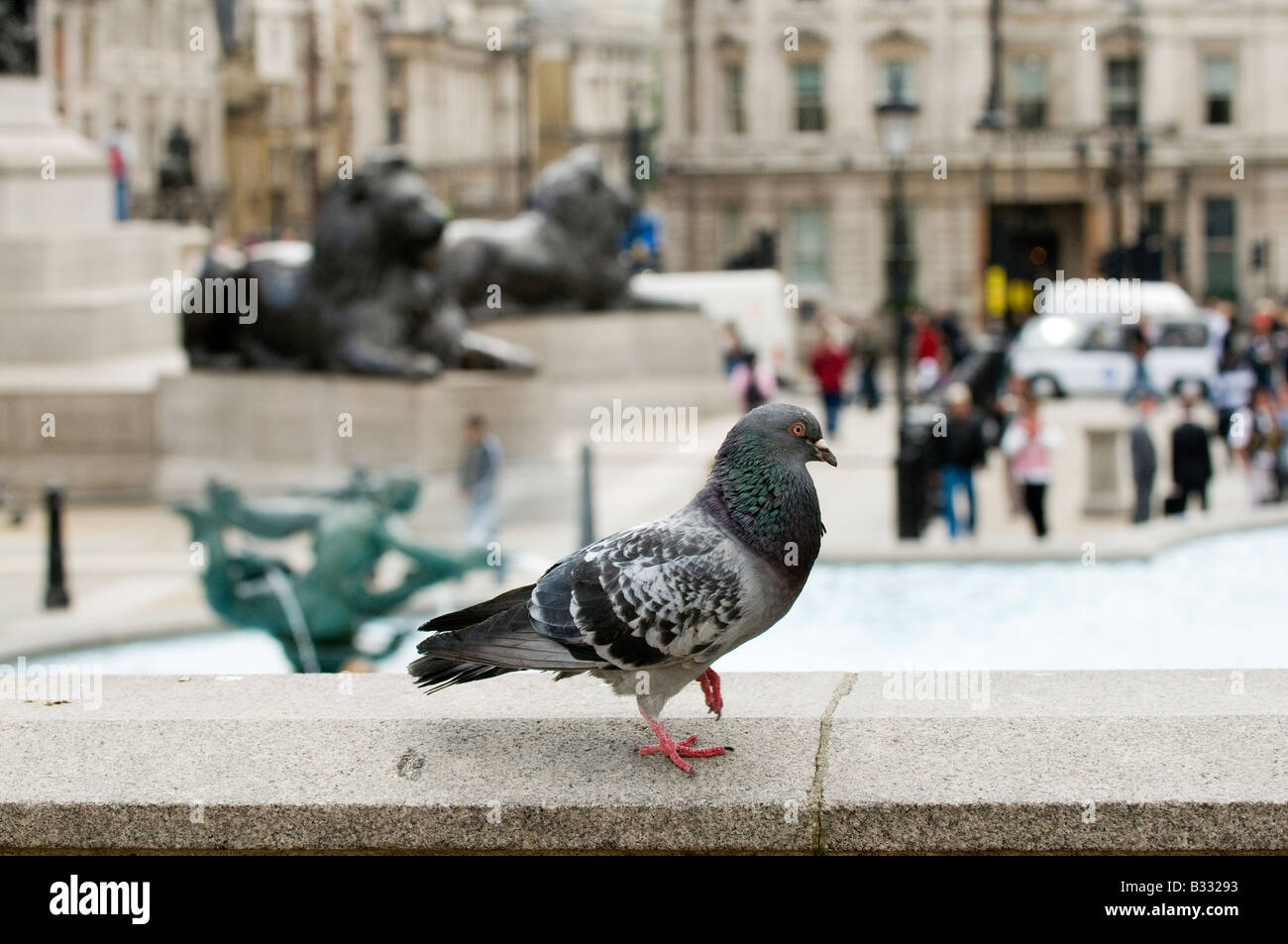 Feral Pigeon in Trafalgar Square London Stock Photo Alamy