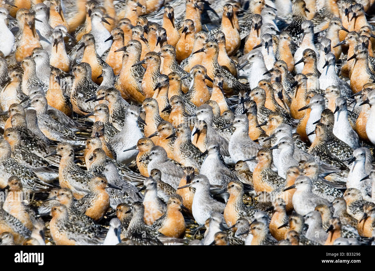 Knot Calidris canutus at high tide roost on island in gravel pit at Snettisham RSPB Reserve Norfolk August Stock Photo