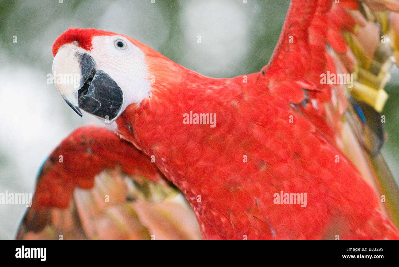 Scarlet Macaw Ara macao Guatemala Stock Photo