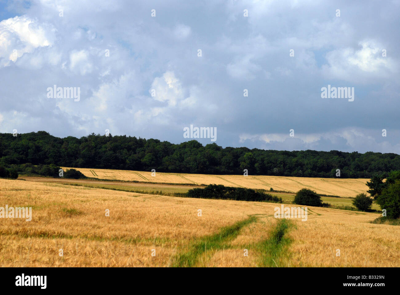 rural scene of a field of ripe barley against a leaden grey sky surrounded by woodland Stock Photo