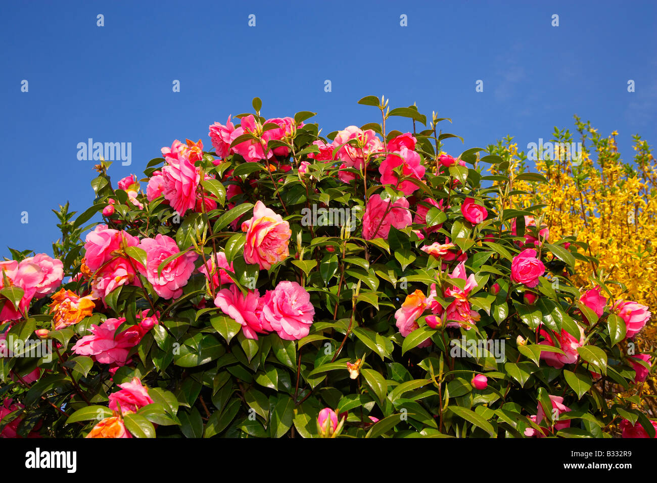 Camelia flowers against blue sky in a garden in Wales, UK Stock Photo