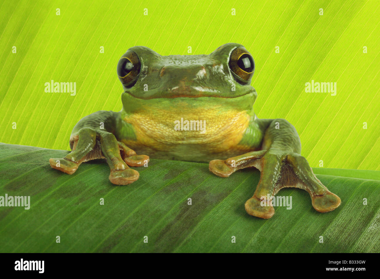 Rhacophorus dennysi, Blanford's whipping frog, asian gliding tree frog, asian gliding treefrog Stock Photo