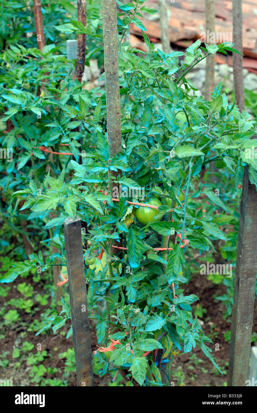 OUTDOOR TOMATOES WITH PROTECTIVE TREATMENT OF BORDEAUX MIXTURE COPPER ...