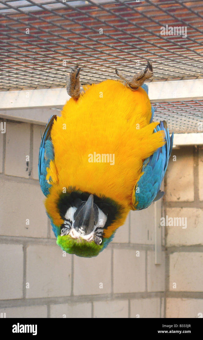 Ararauna, Gelbbrustara, Ara ararauna, blue and yellow macaw Stock Photo