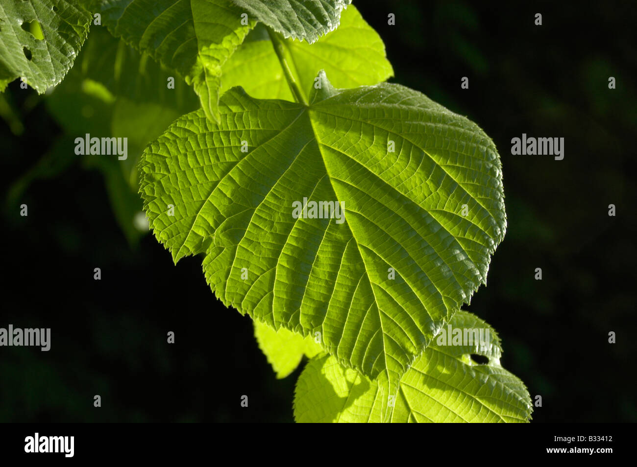 Lime tree leaves Stock Photo - Alamy