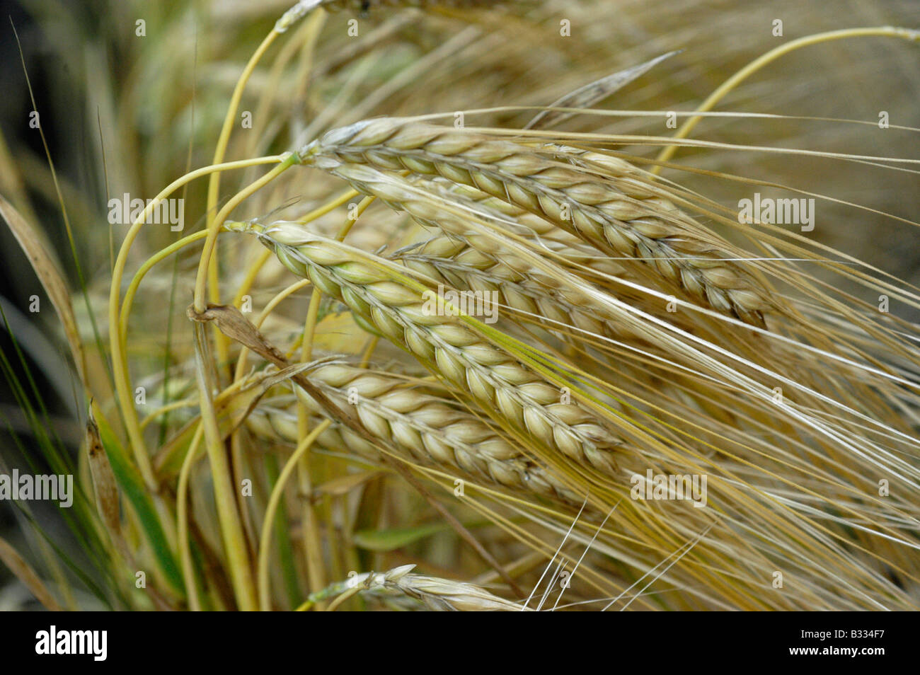 Four-lines barley (Hordeum vulgare L cv. Vulgare) Stock Photo