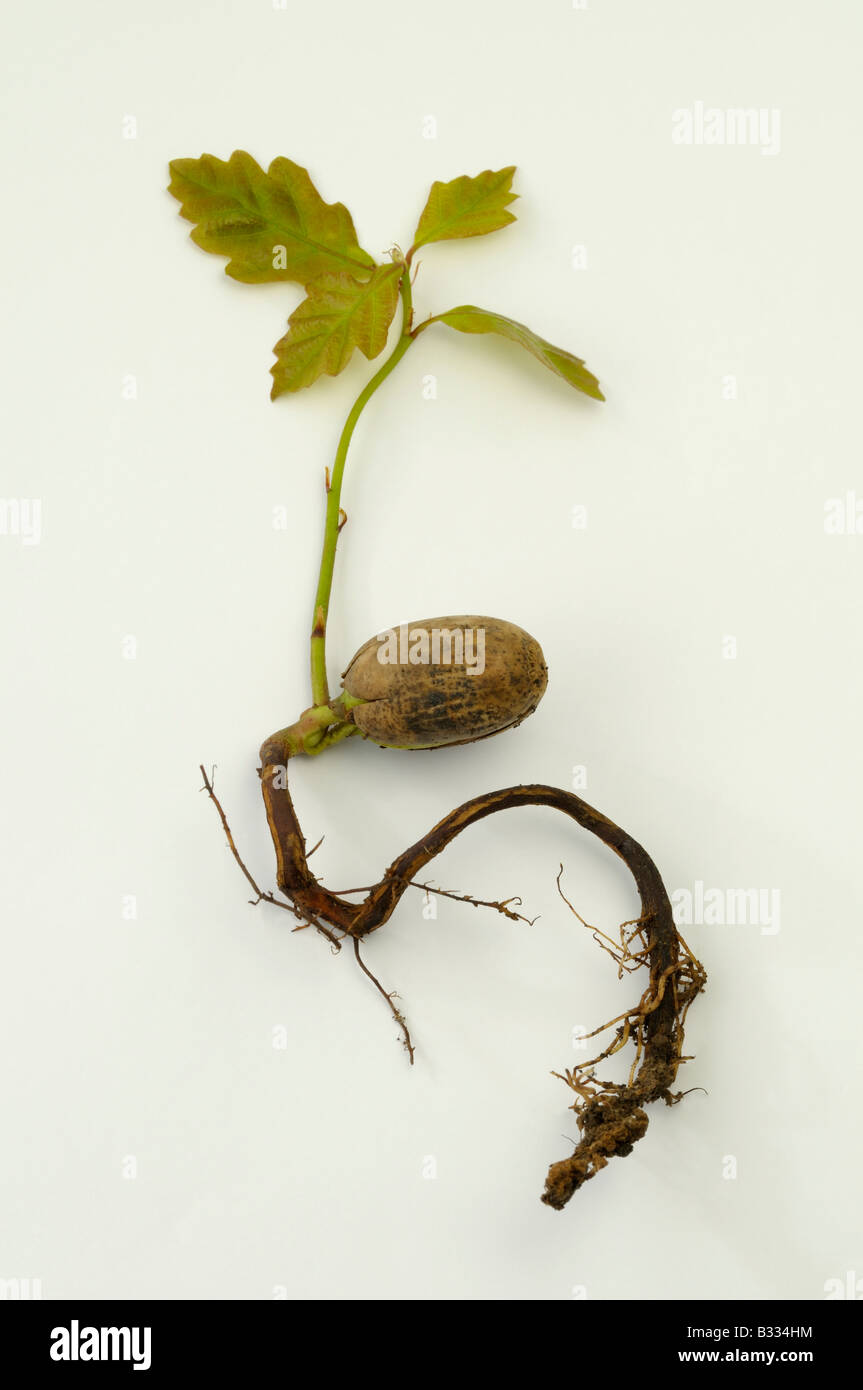 Oak (Quercus sp). Seedling with root acorn and fresh leaves, studio picture Stock Photo