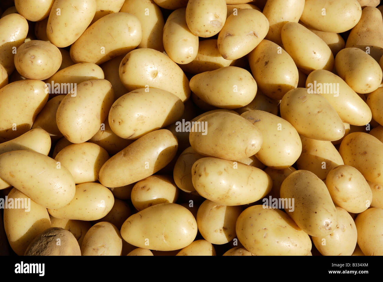 Potatoes (Solanum tuberosum), variety: Grenaille d amandine Stock Photo