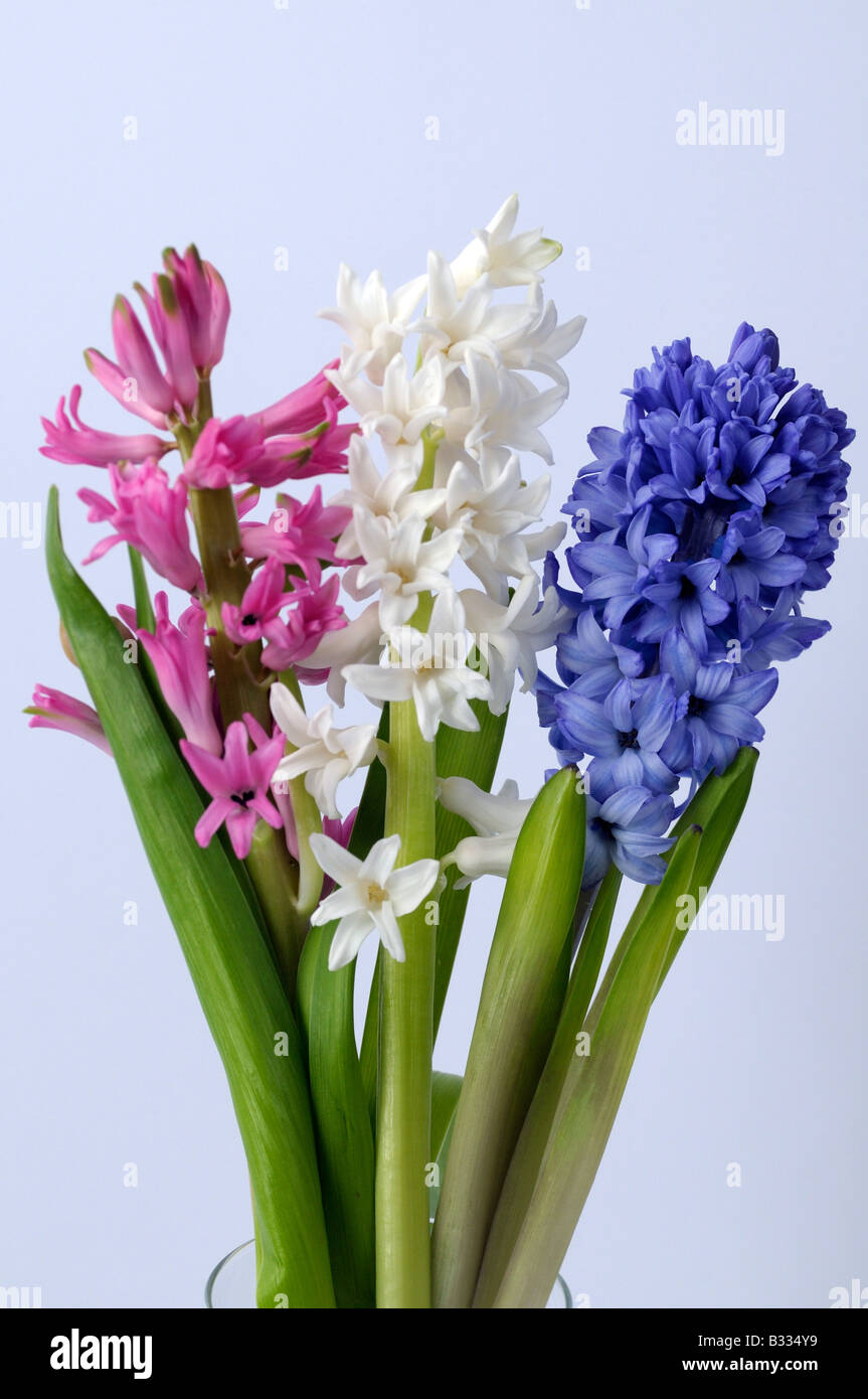 Garden Hyacinth (Hyacinthus orientalis). Three flowering stalks of different color Stock Photo