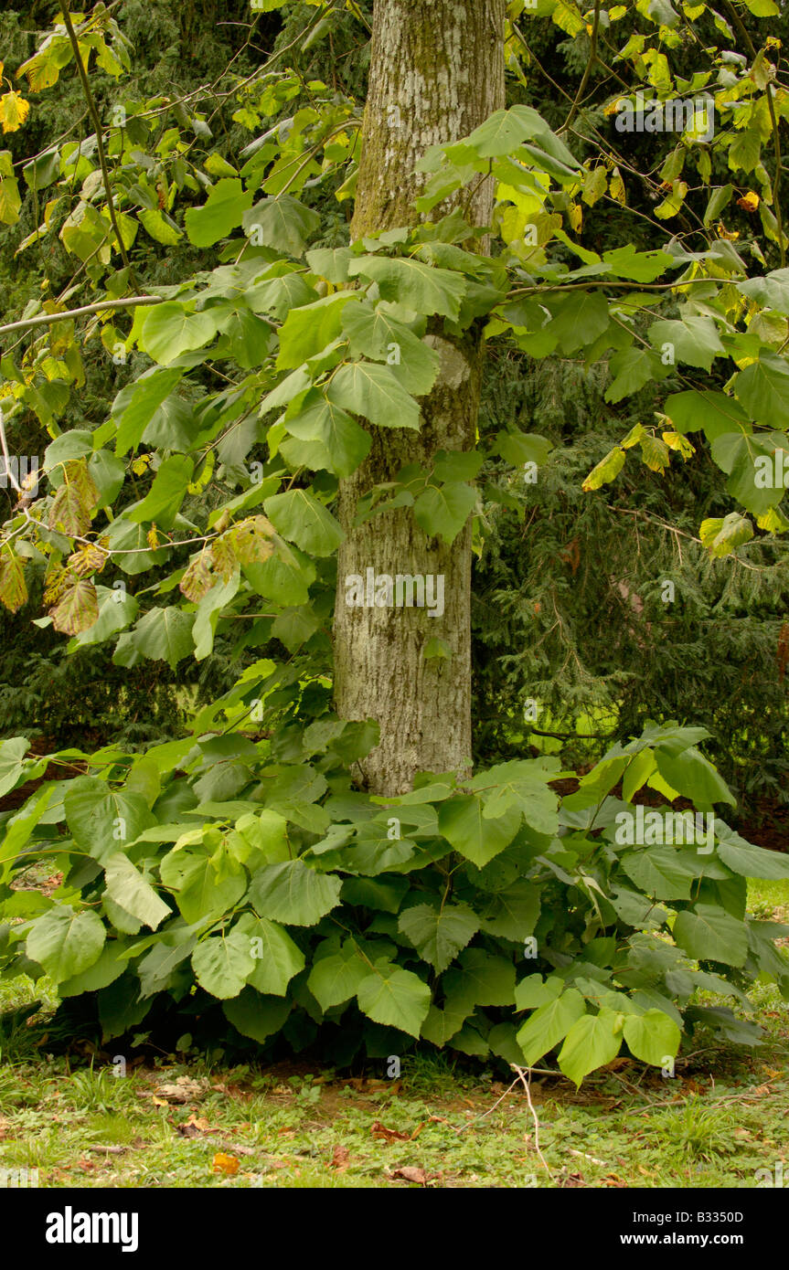 Basswood Tilia americana Photographed in UK Stock Photo