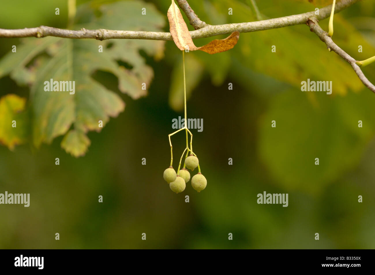Basswood Tilia americana Close up of fruit Photographed in UK Stock