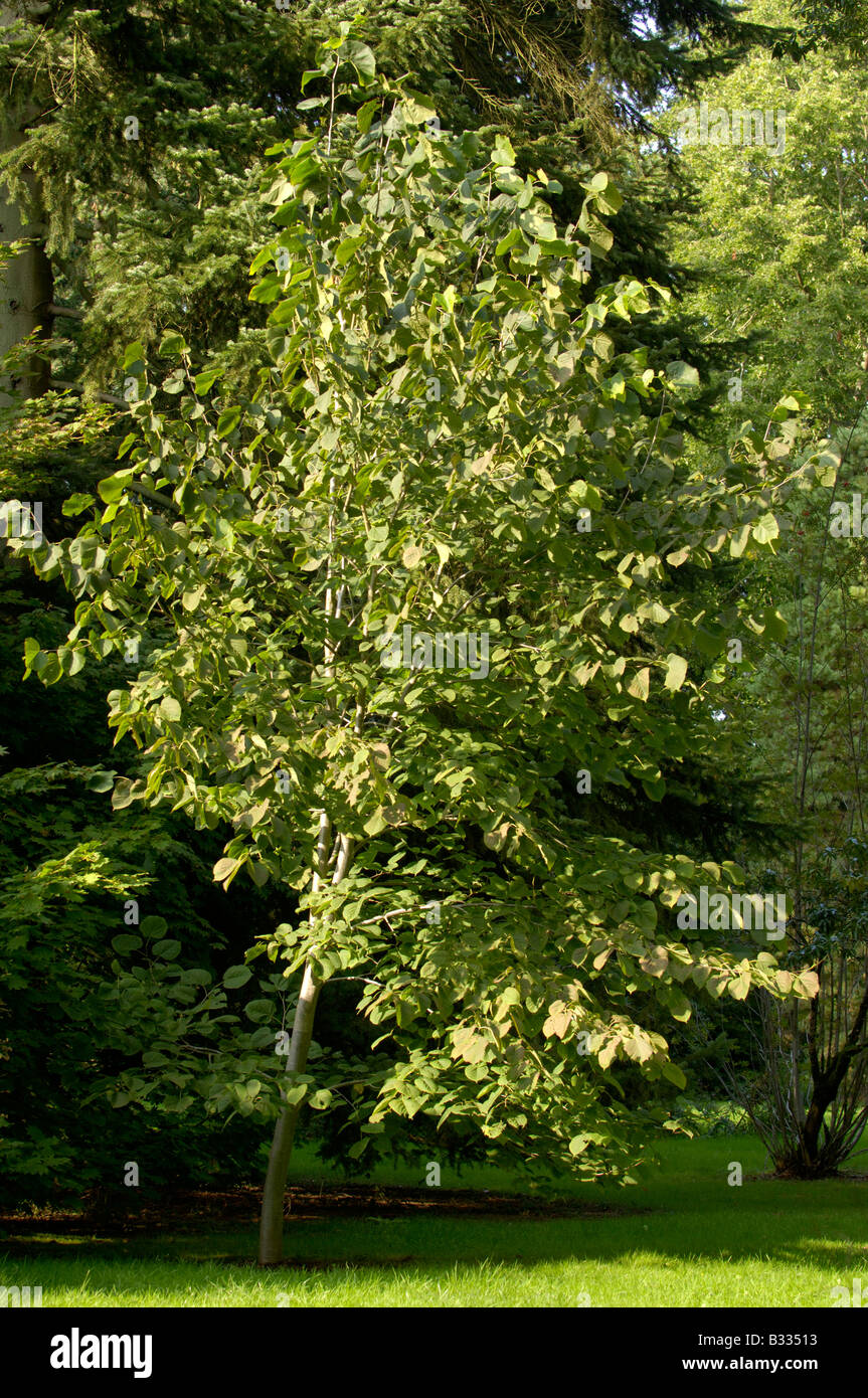 Basswood Tilia americana Photographed in UK Stock Photo