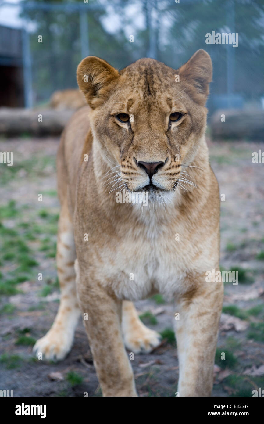 Young lion approaches Stock Photo