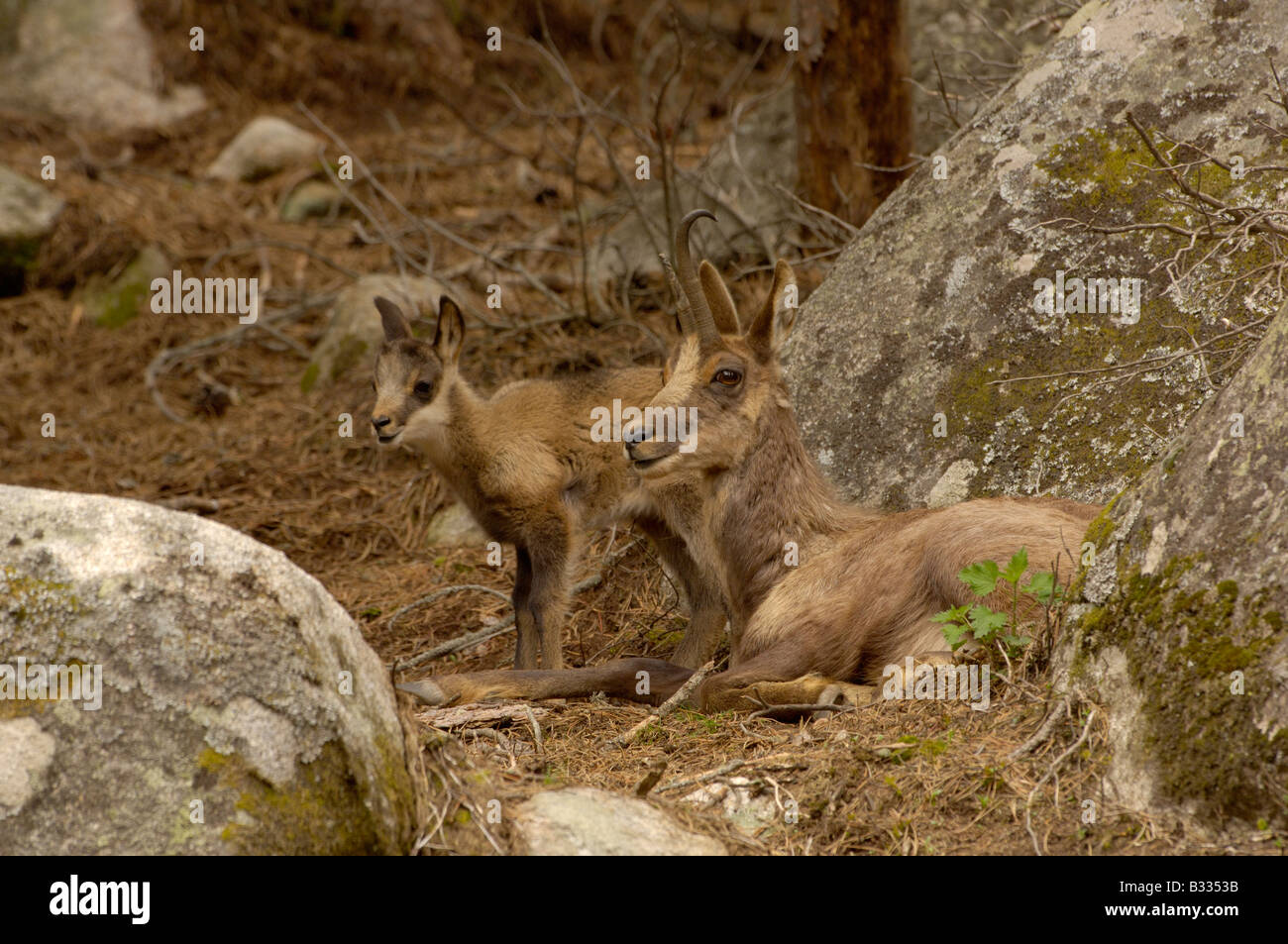 Isard Pyrenean Chamois Rupicapra Rupicapra Pyrenaica Mother And Baby Photographed In The French Pyrenees Stock Photo Alamy