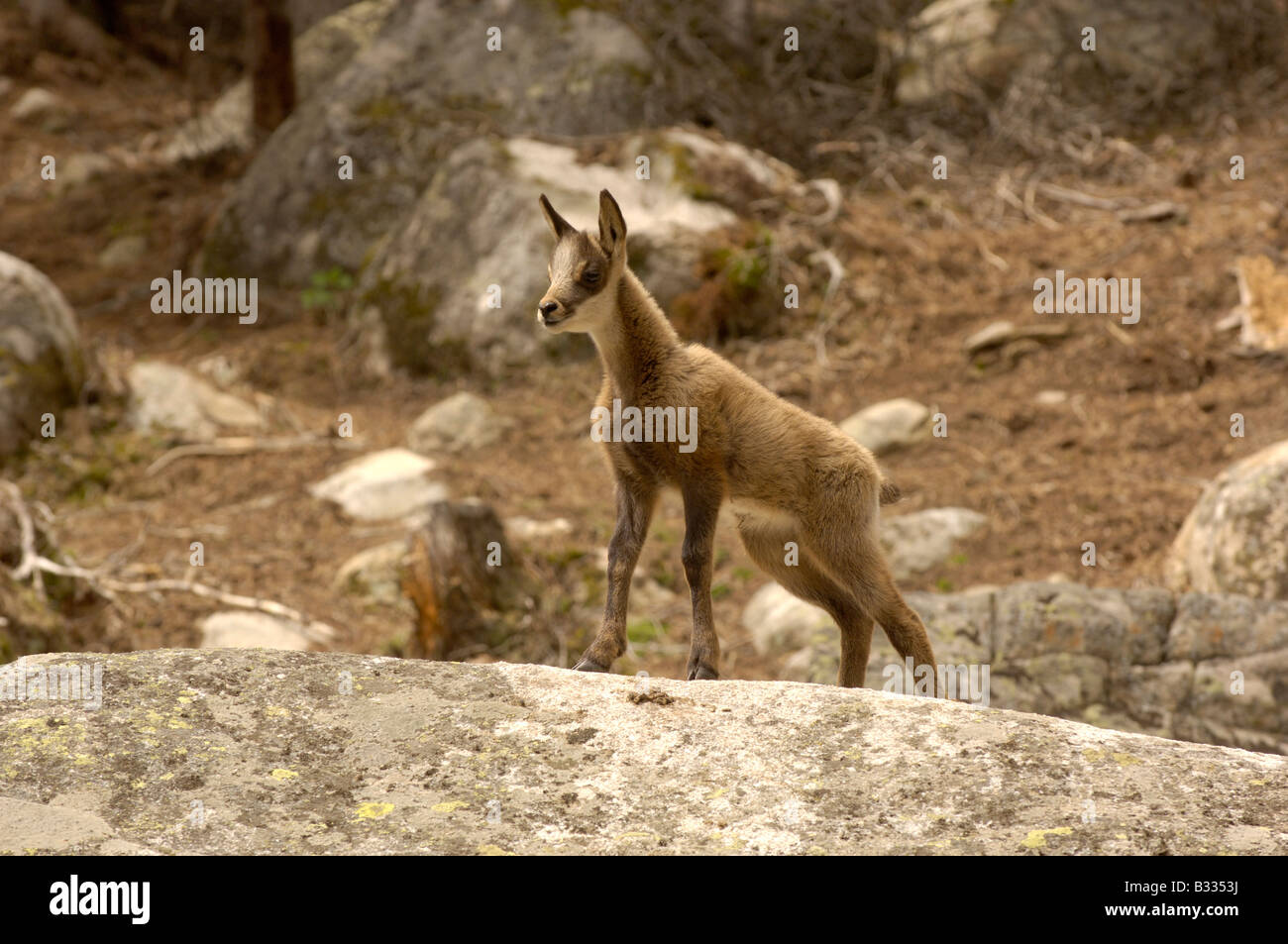 Isard Isard (Pyrenean Chamois) Rupicapra rupicapra pyrenaica, young ...