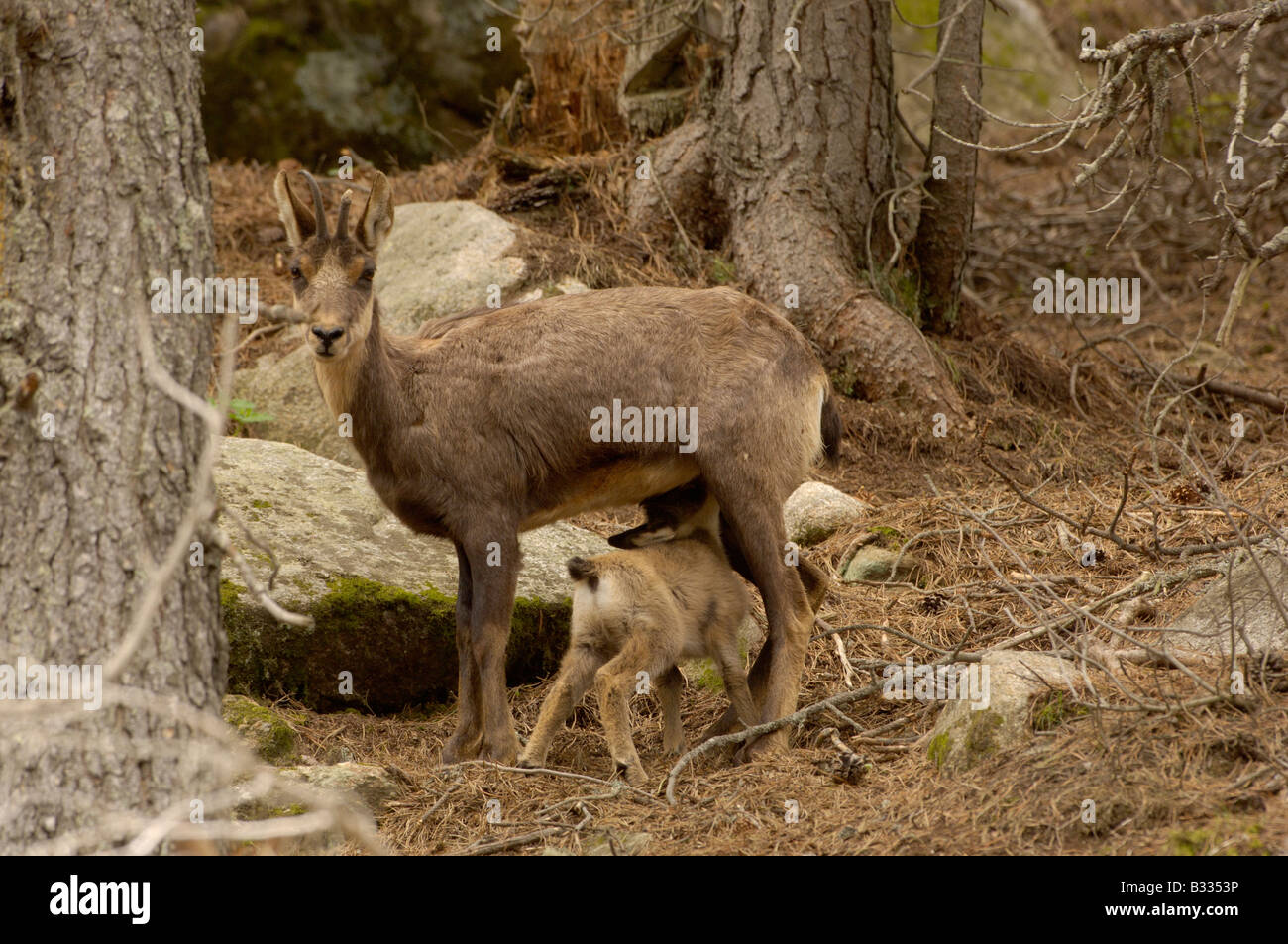 Isard Isard( Pyrenean Chamois) Rupicapra rupicapra pyrenaica, Female suckling ...