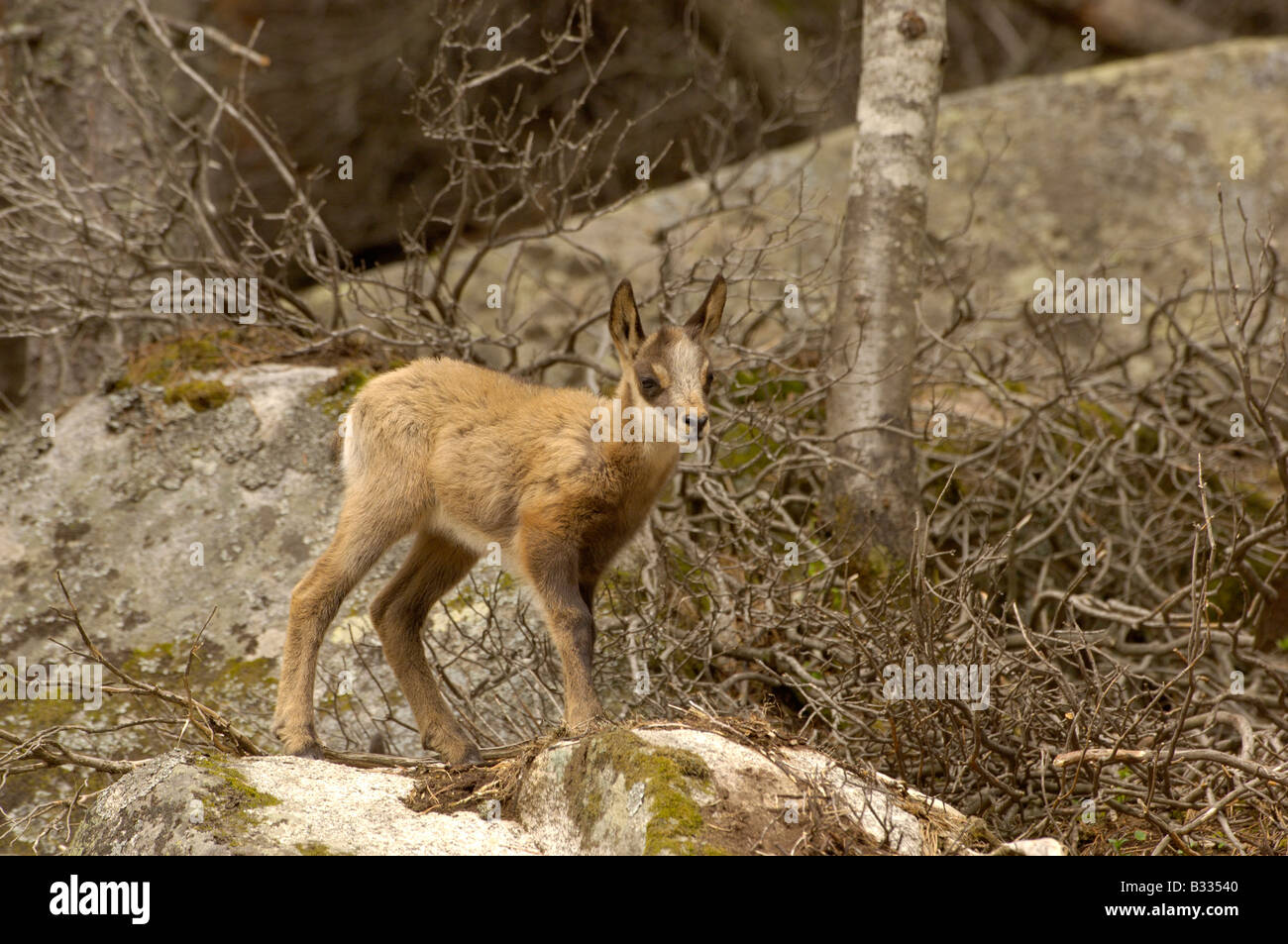 Isard Pyrenean Chamois Rupicapra rupicapra pyrenaica Young Photographed in French Pyrenees Stock Photo