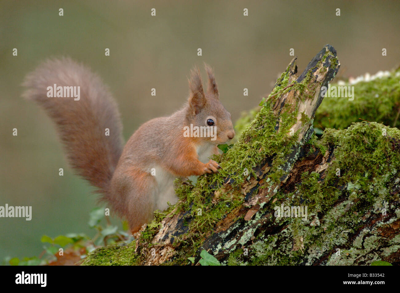 Red Squirrel Sciurus vulgaris Photographed in England Stock Photo