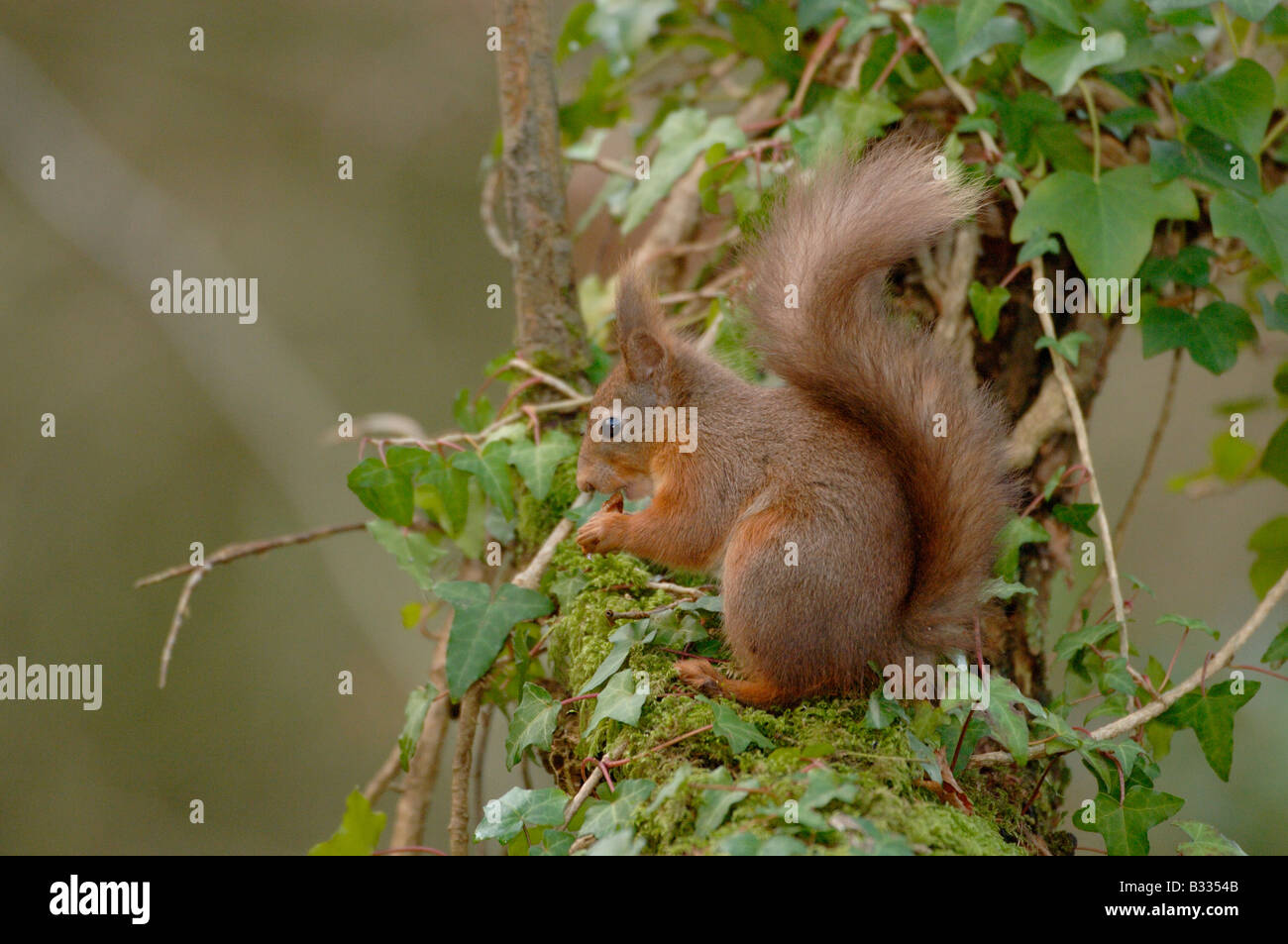 Red Squirrel Sciurus vulgaris Photographed in England in winter. Stock Photo