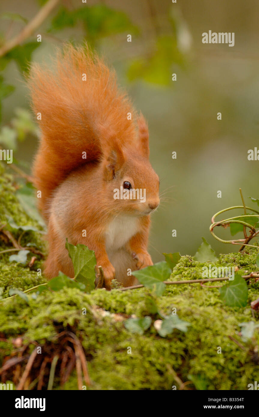Red Squirrel Sciurus vulgaris Photographed in England in winter Stock Photo
