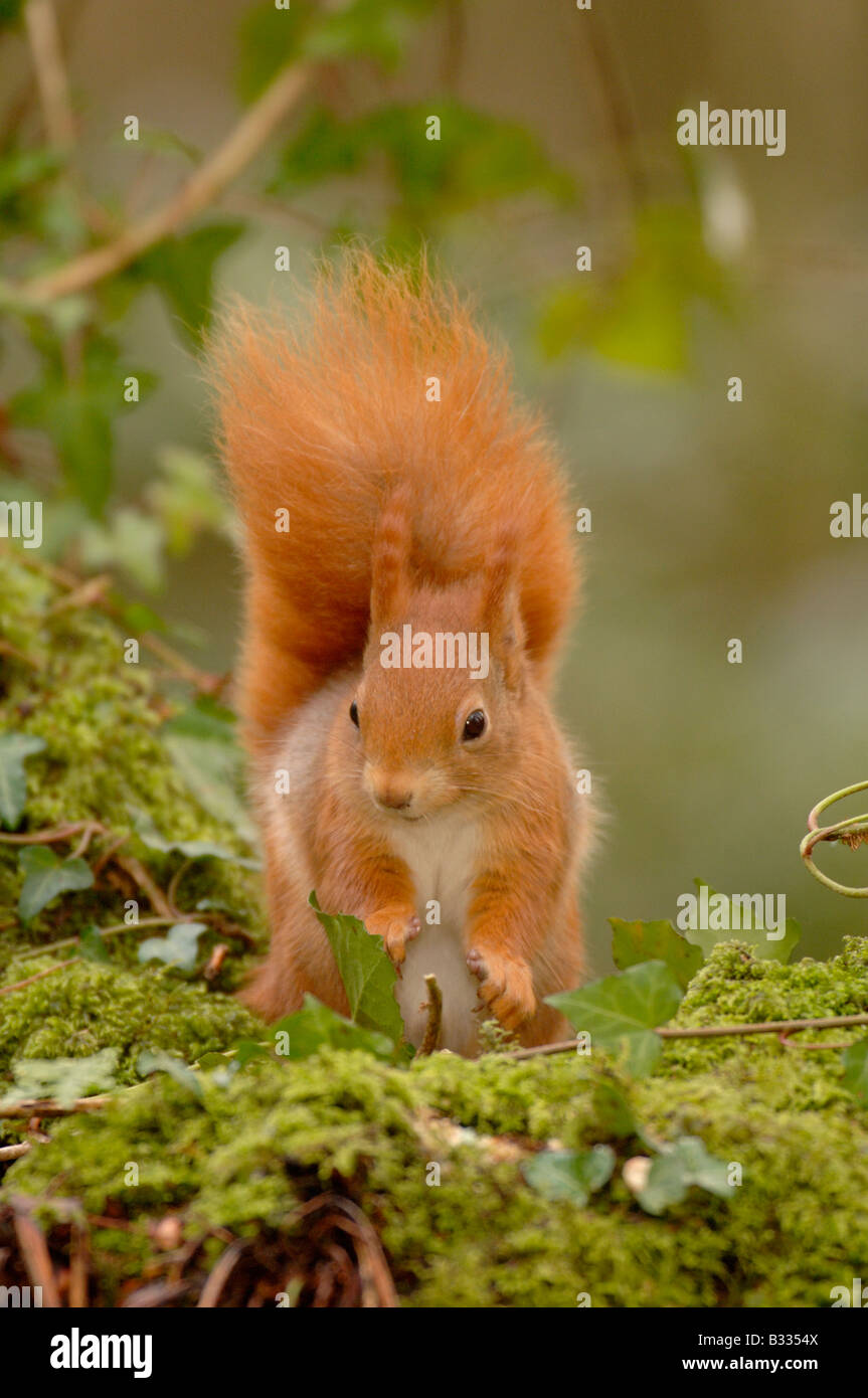 Red Squirrel Sciurus vulgaris Photographed in England in winter Stock Photo