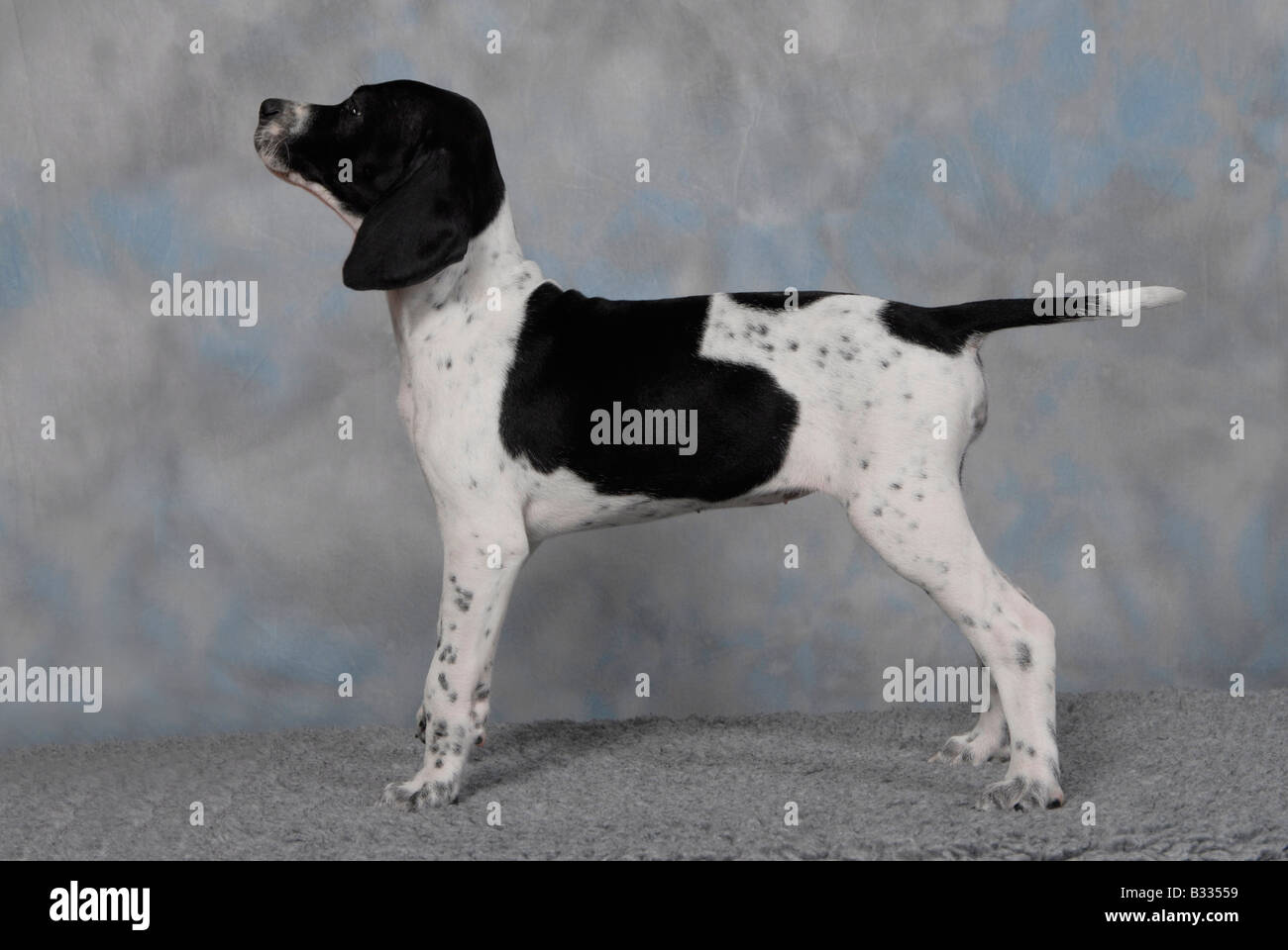 Pedigree English pointer puppy in stand position Stock Photo