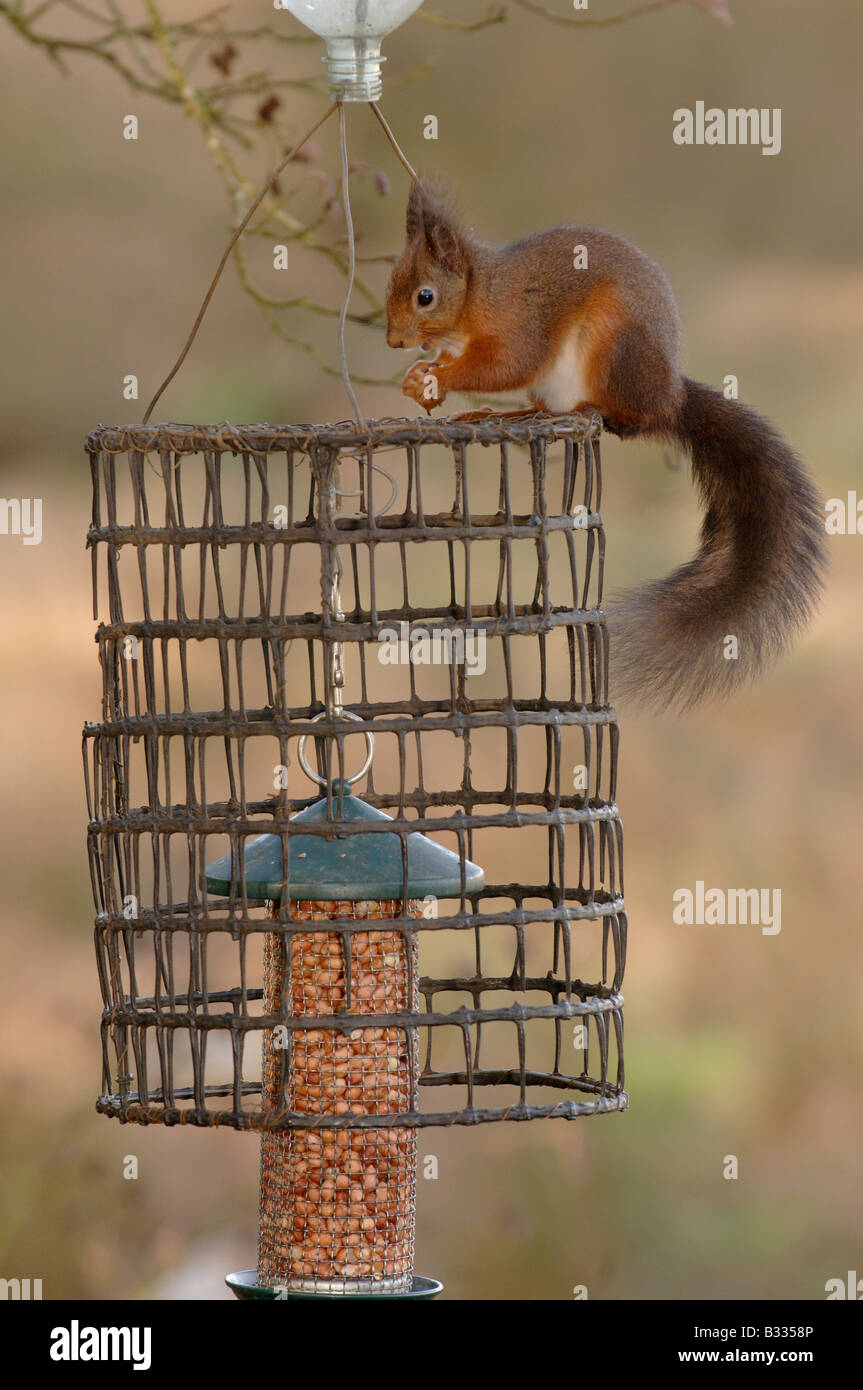 Red Squirrel Sciurus vulgaris Eating at Squirrel proof bird feeder Photographed in England, in winter. Stock Photo