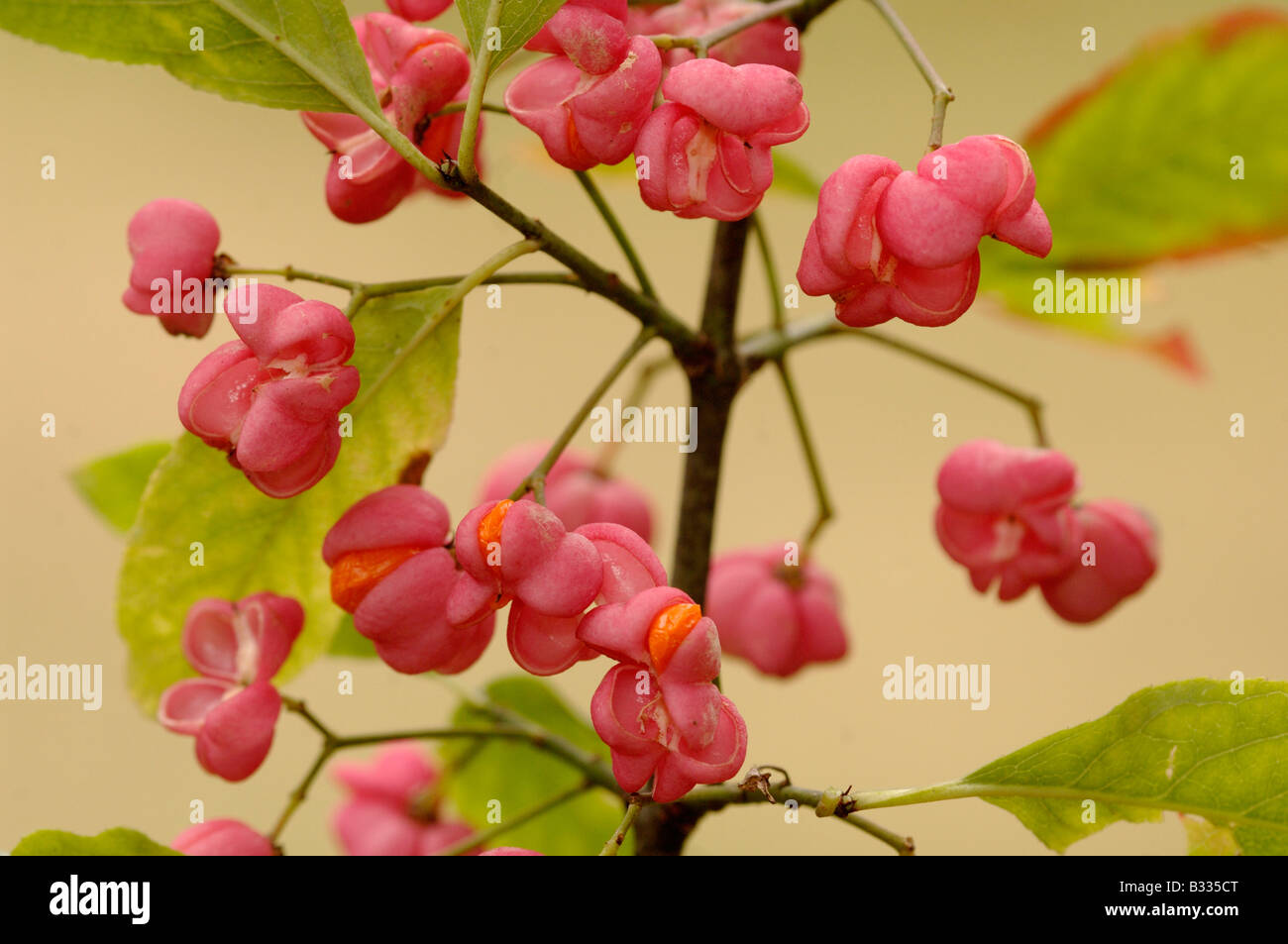 Spindle Tree Euonymus europaeus, berries, Photographed in England Stock Photo