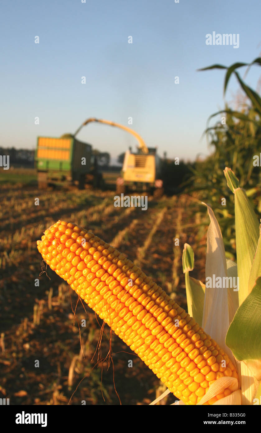 High yield grains hires stock photography and images Alamy